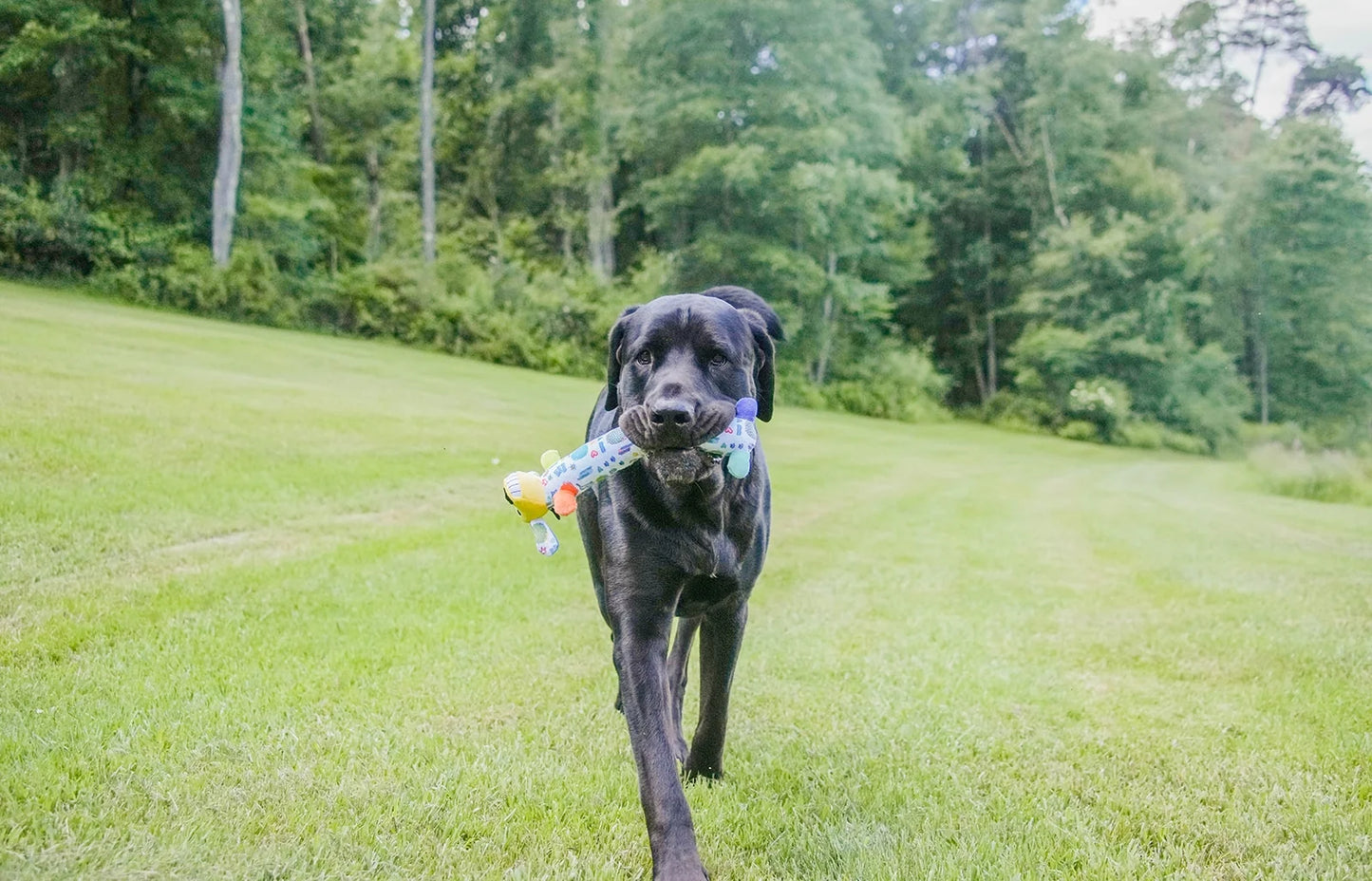 Loofa Smiling Dog Toy with Squeaker